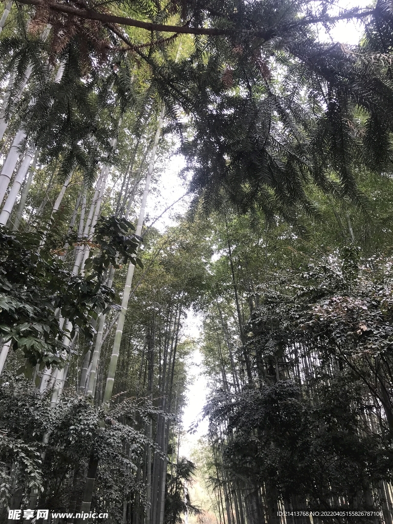綠植植物樹木 