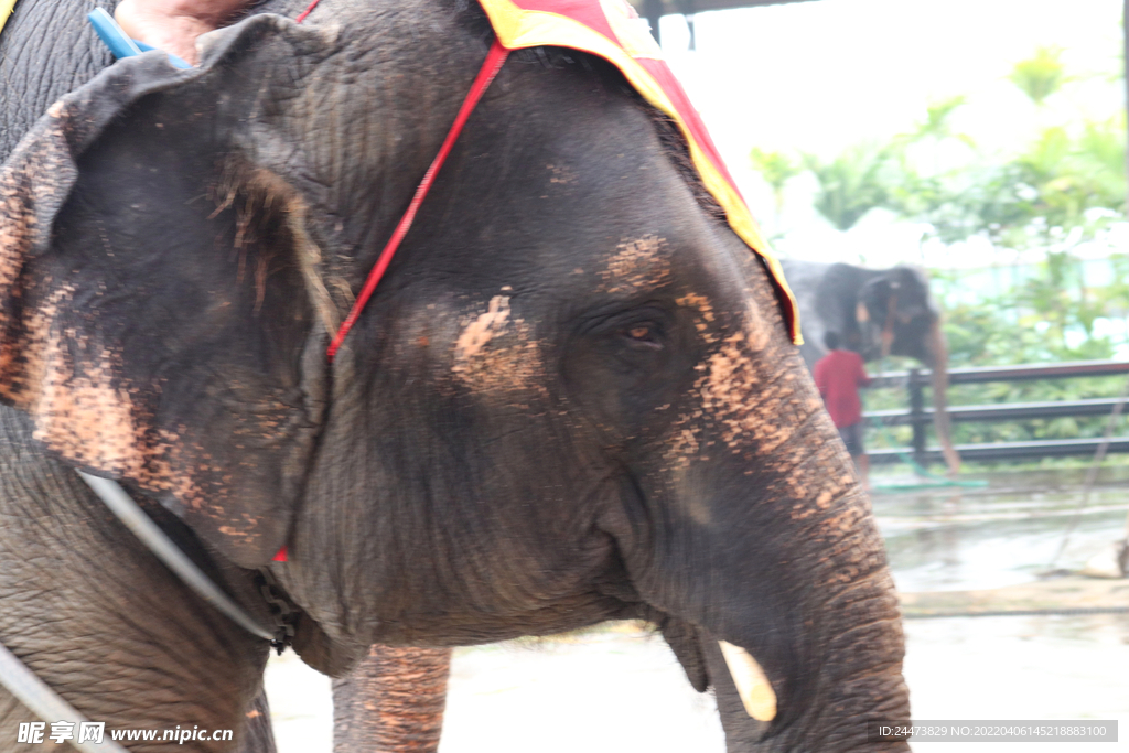 泰国旅游热带大象照片