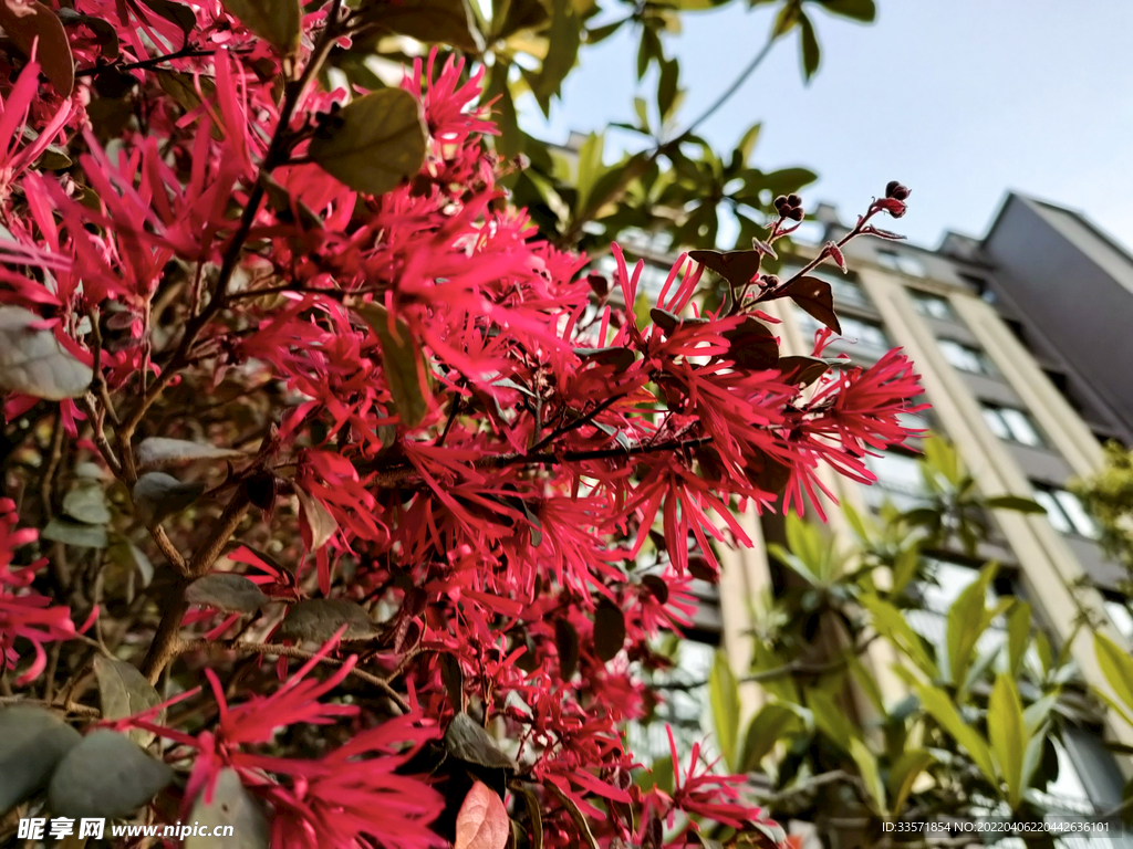 花兒