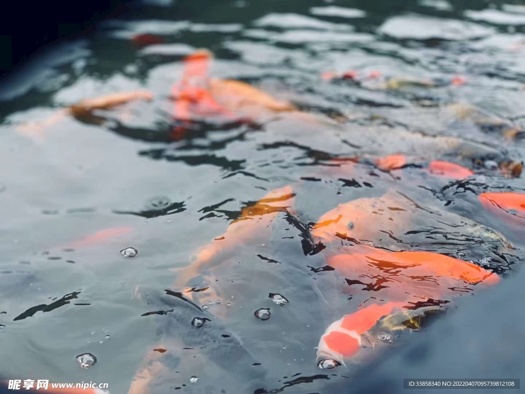 鯉魚出水圖