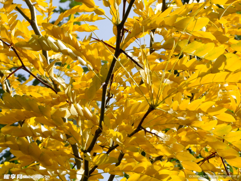 金色树叶  黄金叶   秋天 