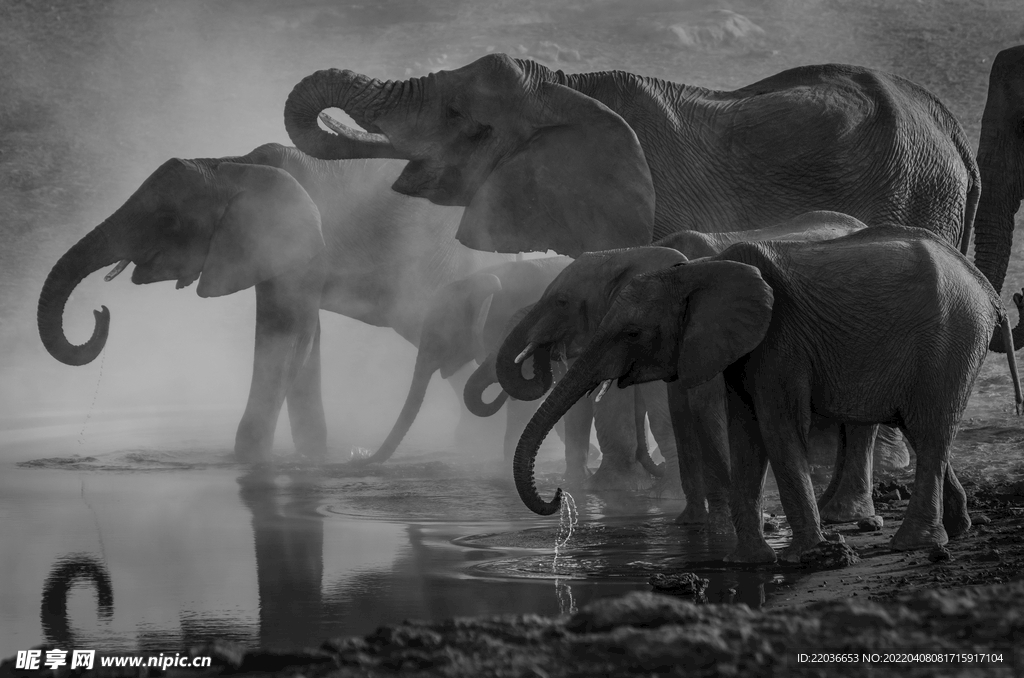 河边喝水的大象