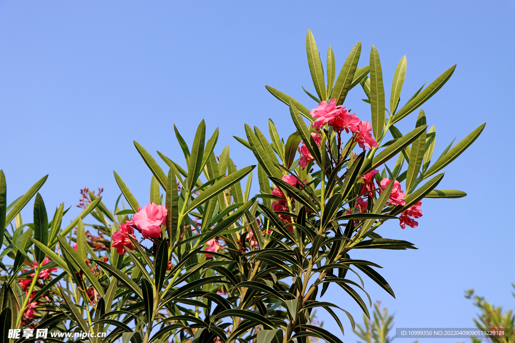 夾竹桃花