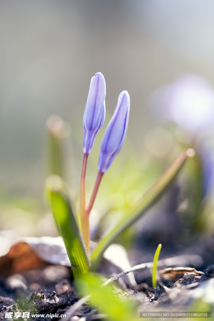 藍鈴花