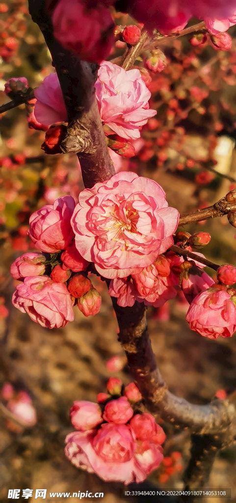 花