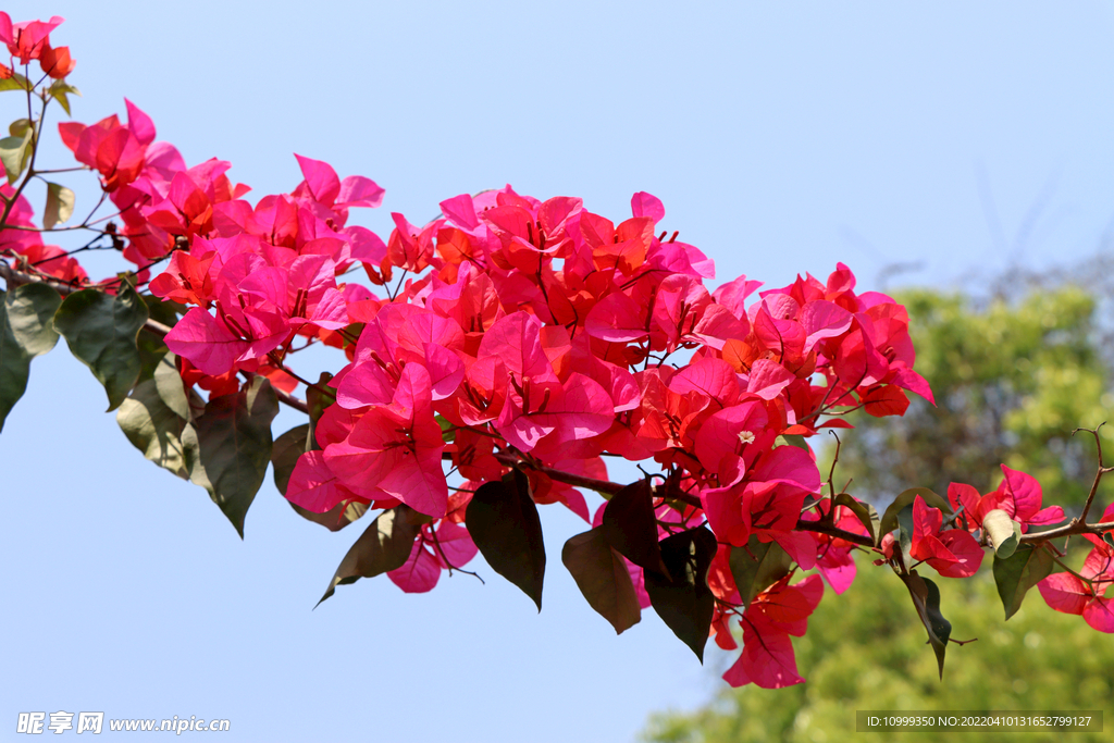 粉紅色三角花