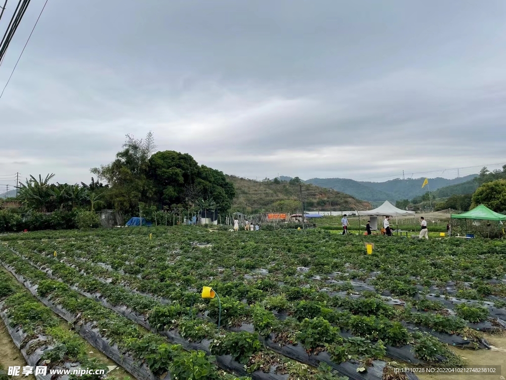 草莓園