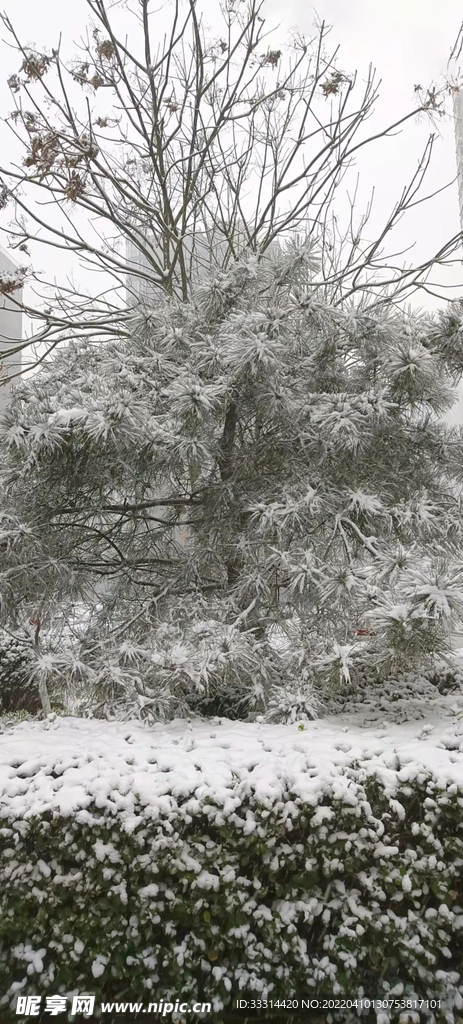 雪景