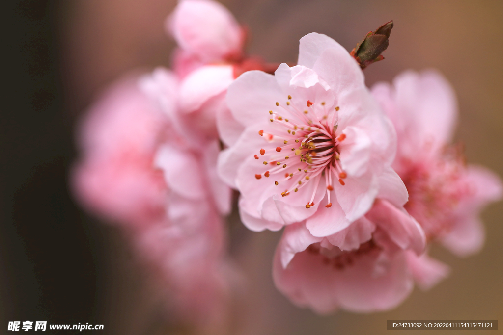 櫻花
