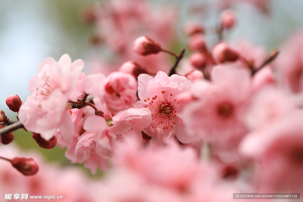 櫻花