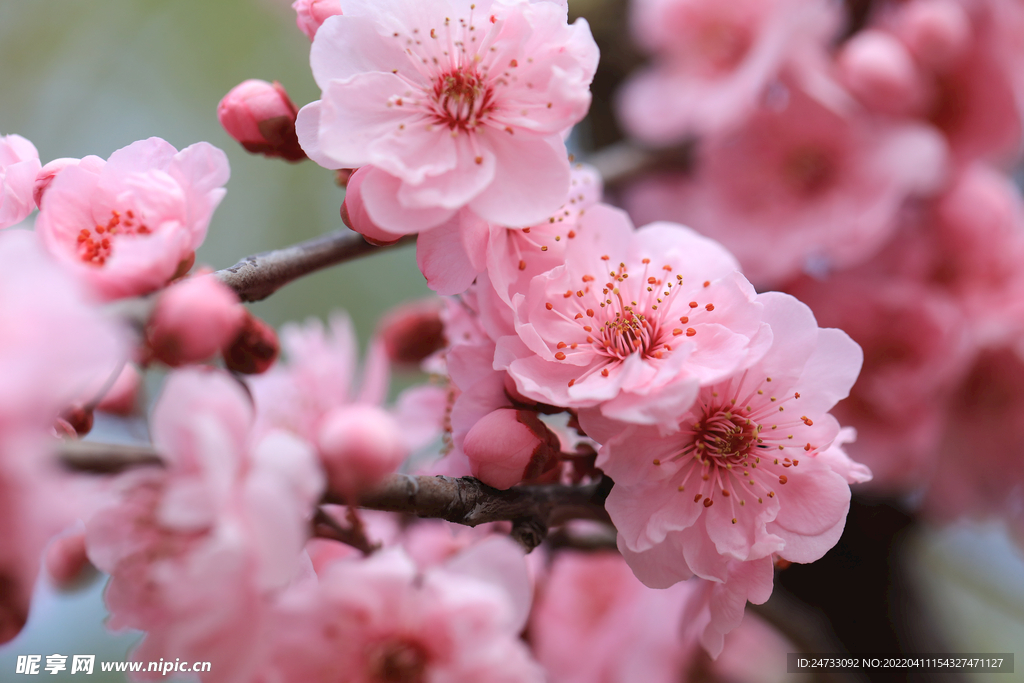 櫻花