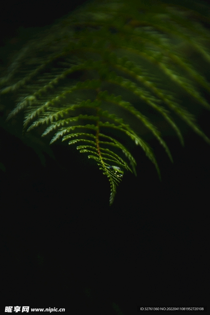 植物 樹葉 綠色