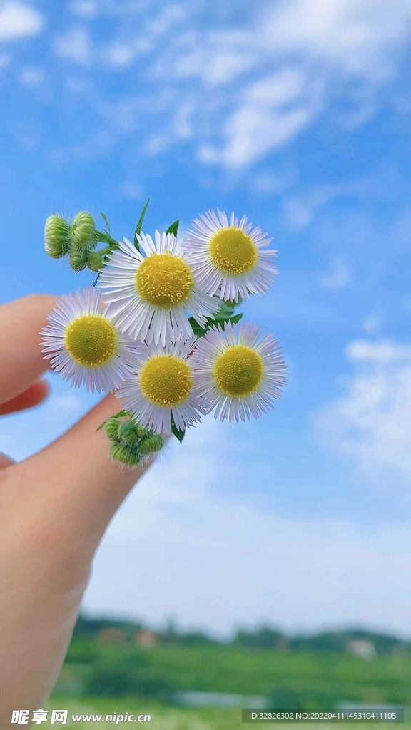 藍天 花朵 背景  