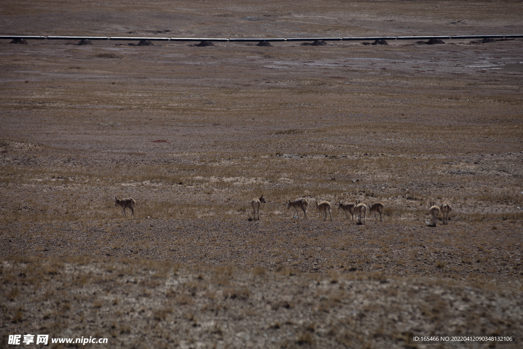 藏羚羊 野生动物 珍惜动物