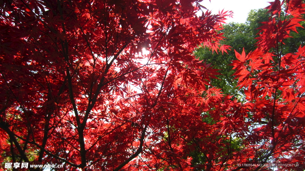 红色树叶 花红柳绿  枫叶美景