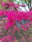 風(fēng)景花卉元素圖片