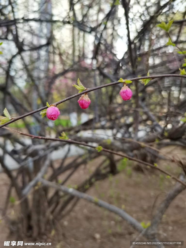 花苞