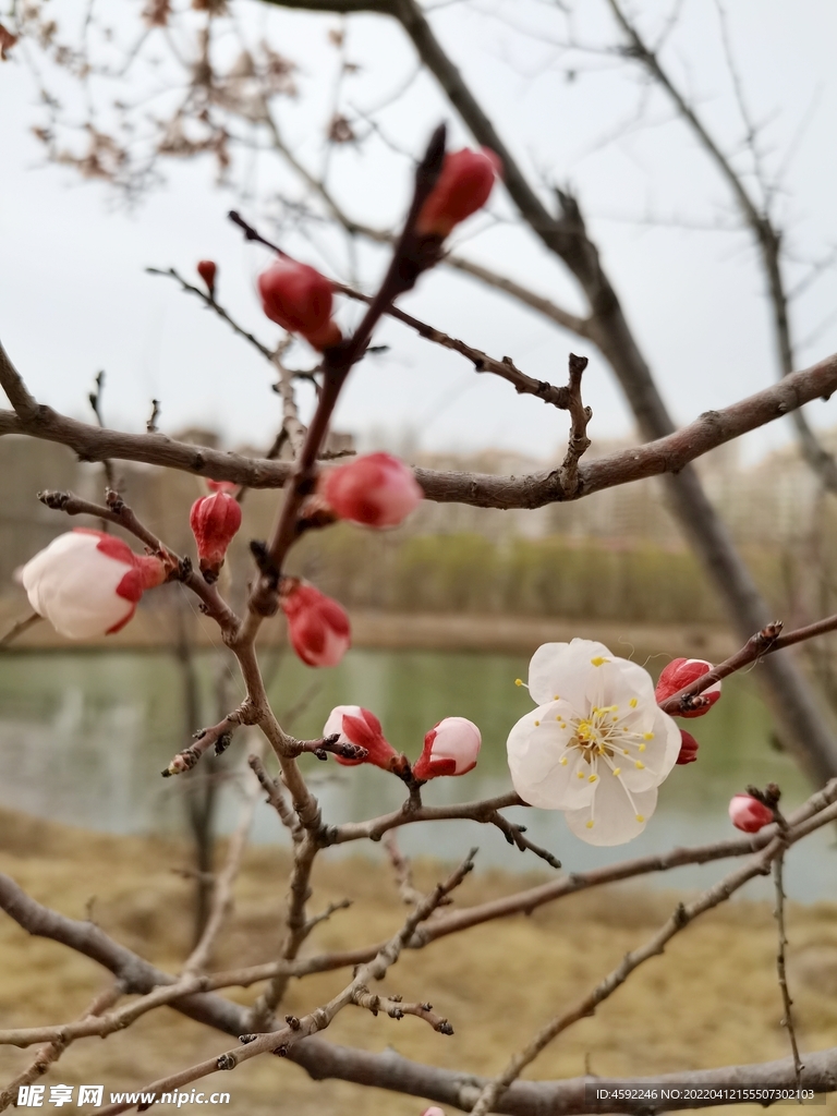 春意