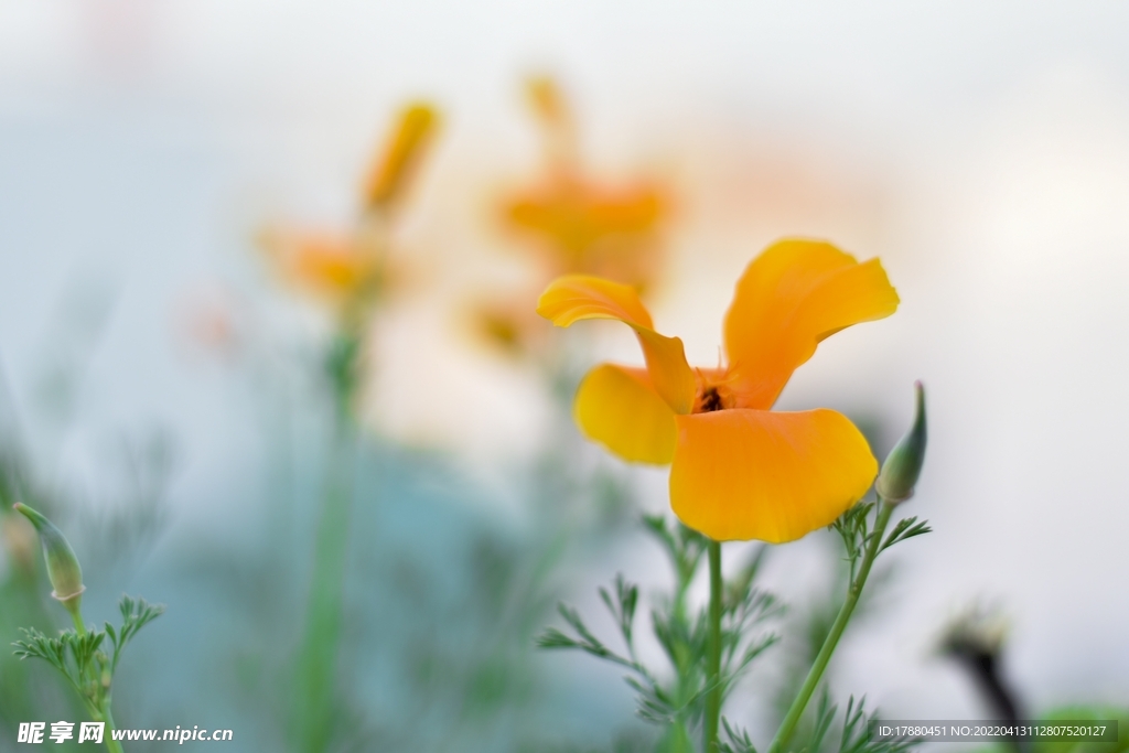 花菱草