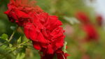 红色玫瑰