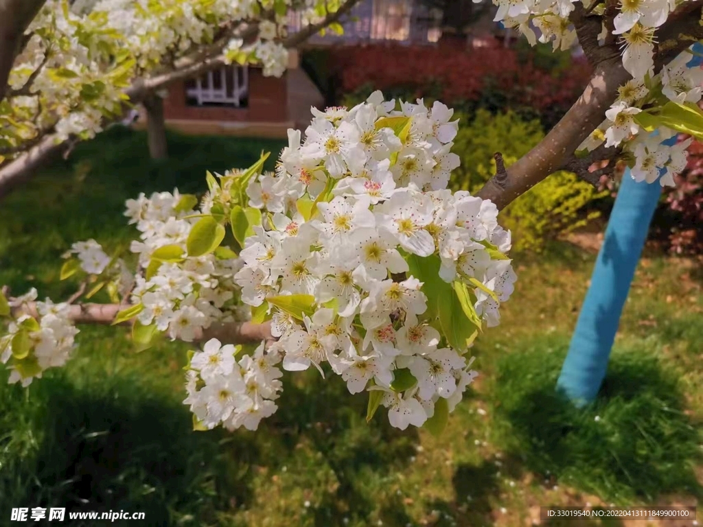 梨花