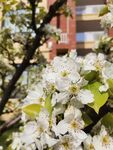 花卉