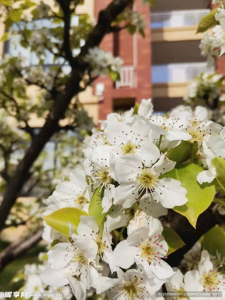 花卉