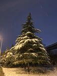 夜景冬天圣诞树