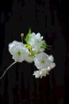 单支白樱花