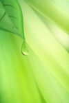 绿色清新树叶水滴清爽环保文艺纹
