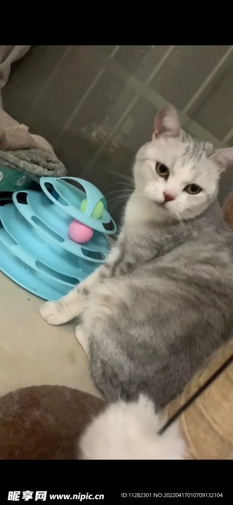 花貓