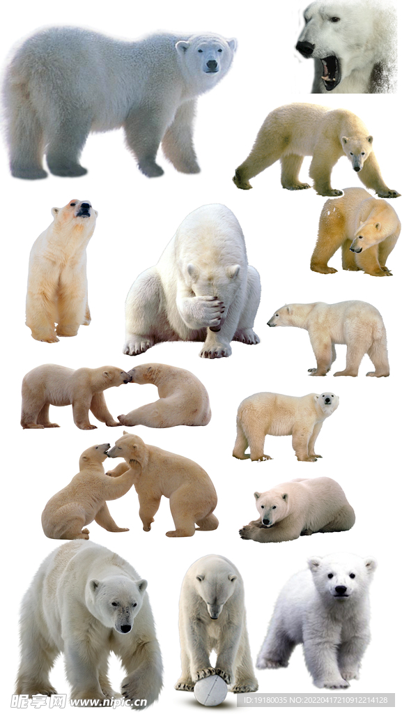 北极熊免扣素材