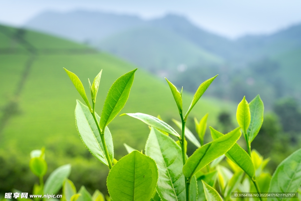 戶外茶葉嫩芽