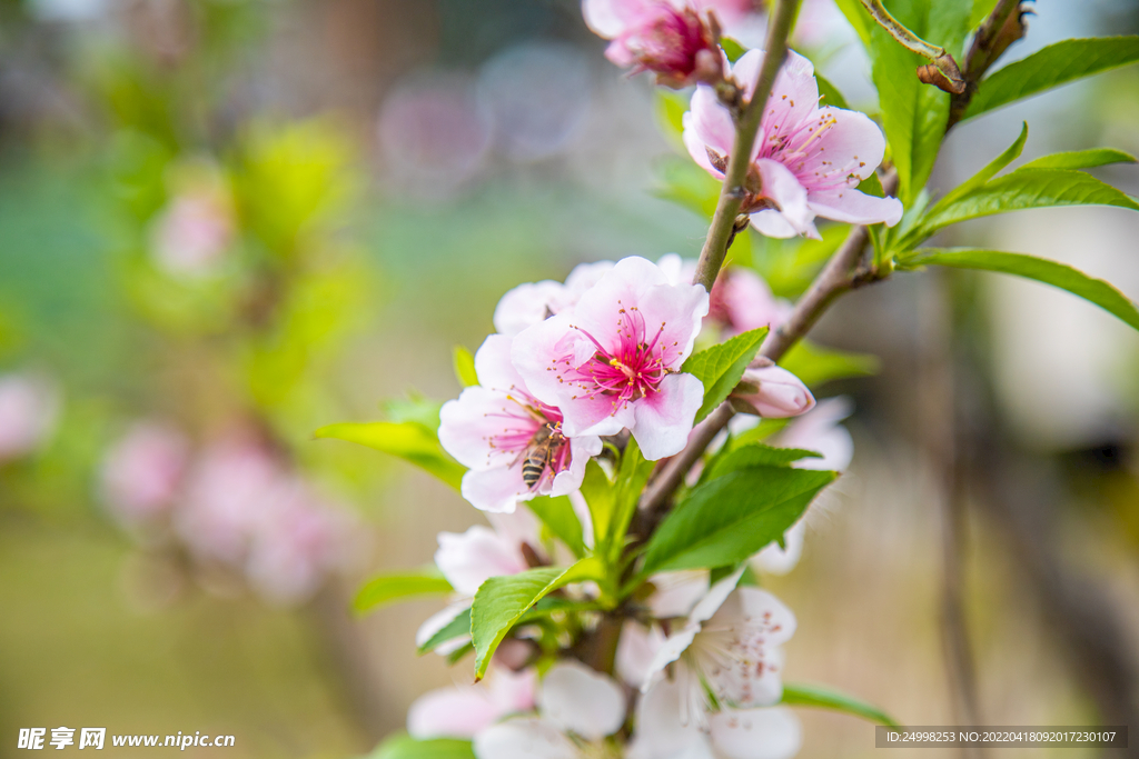 海棠桃花櫻花