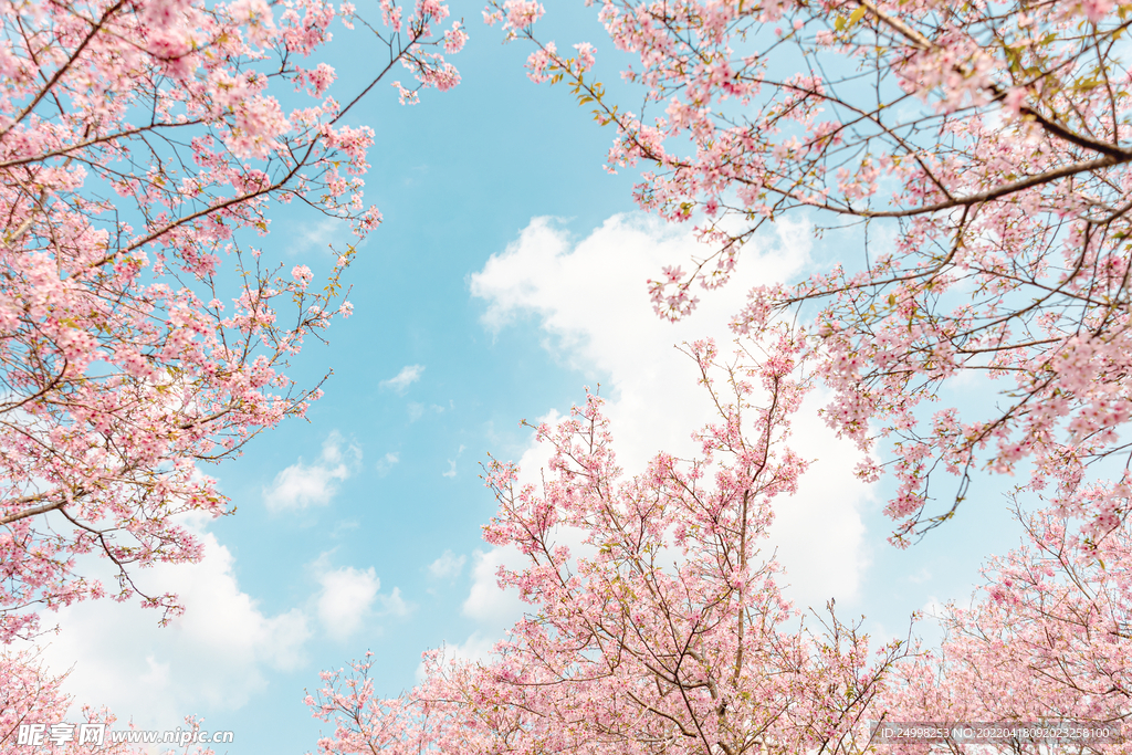 桃花林