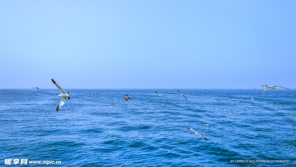 海洋海鷗