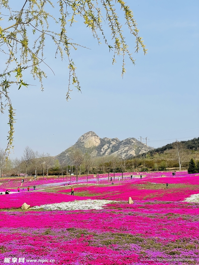 春季远山和粉色花海摄影素材
