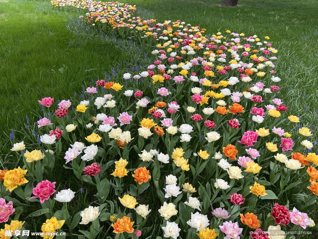 公園里的花草地