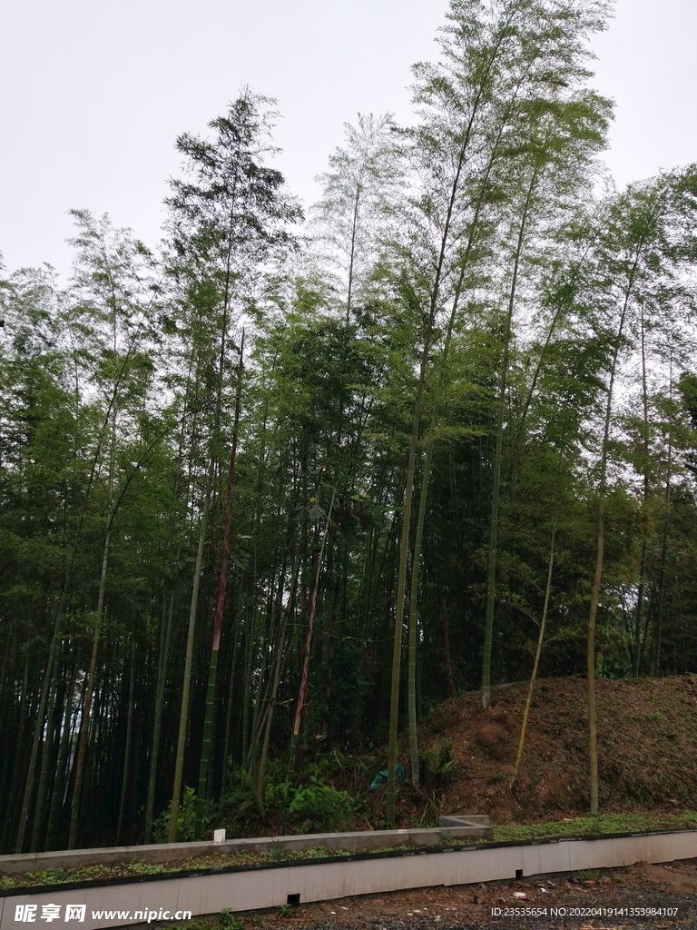 楠竹
