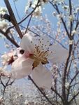 杏花  花朵   春天    