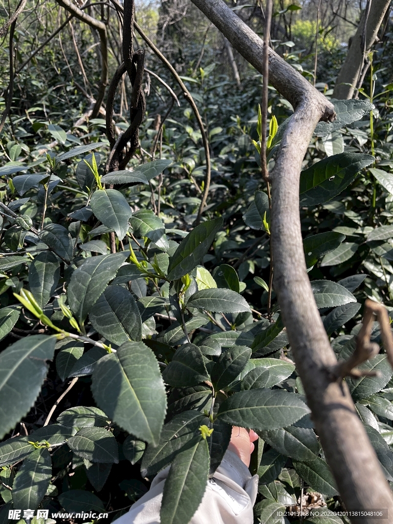 茶葉茶園茶莊 