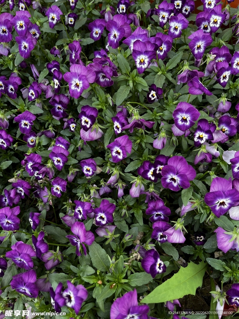 蝴蝶蘭花卉 