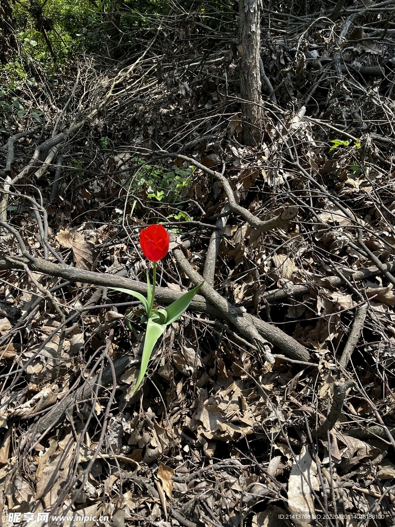 郁金香花卉 