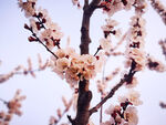 杏花 桃花 粉色的花