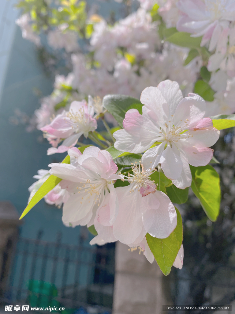 花開