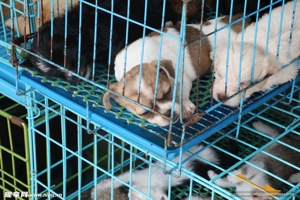 狗子