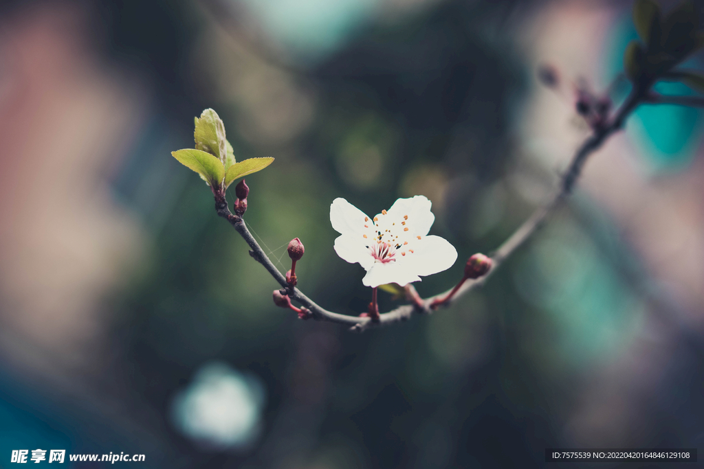 花開