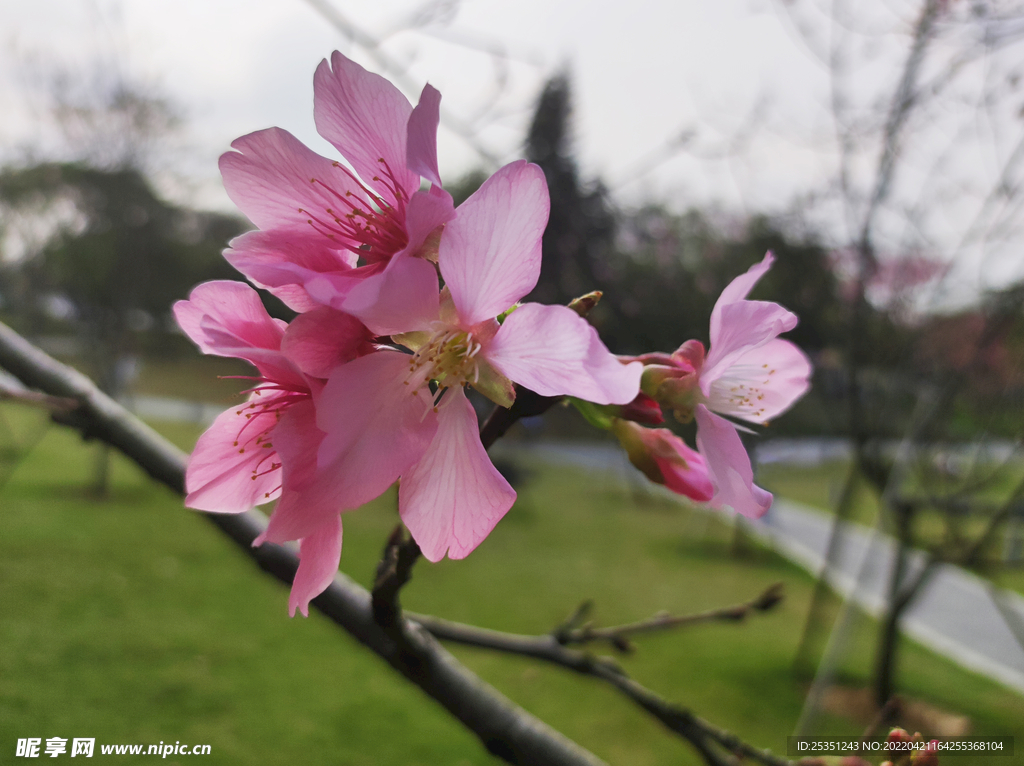 桃花