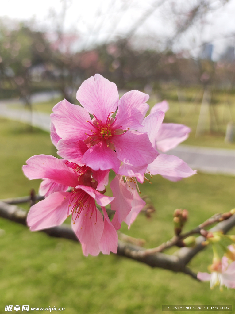 桃花
