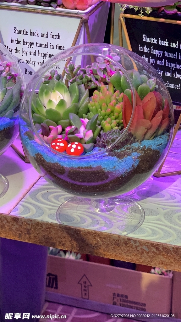 多肉